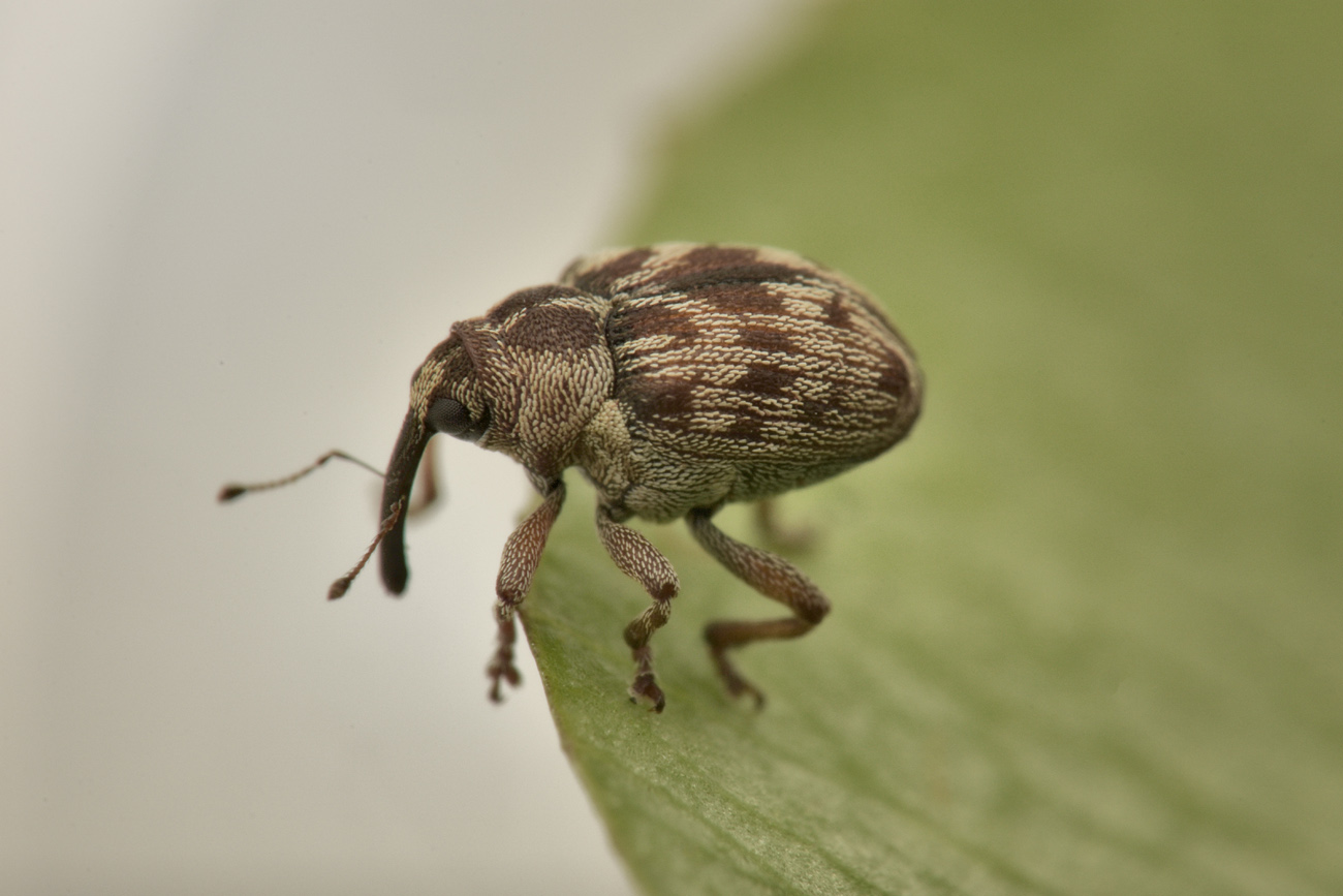 Curculionidae: Coeliodes sp?